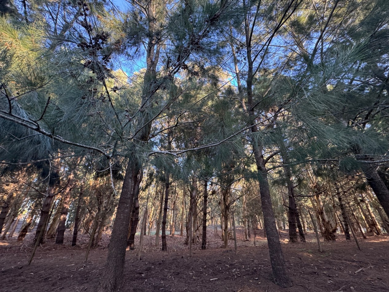 Campo Querandi